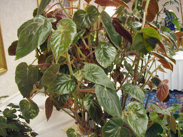 B. ‘Raphael’